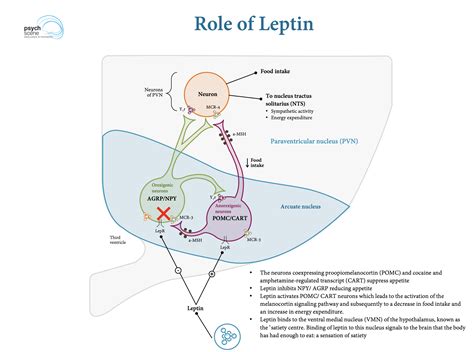 Antipsychotic Induced Weight Gain And Metabolic Dysfunction