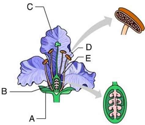 The cell (from latin cella, meaning small room) is the basic structural, functional, and biological unit of all known organisms. Chapter 29/30 Cell Communication Mastering AP Biology ...