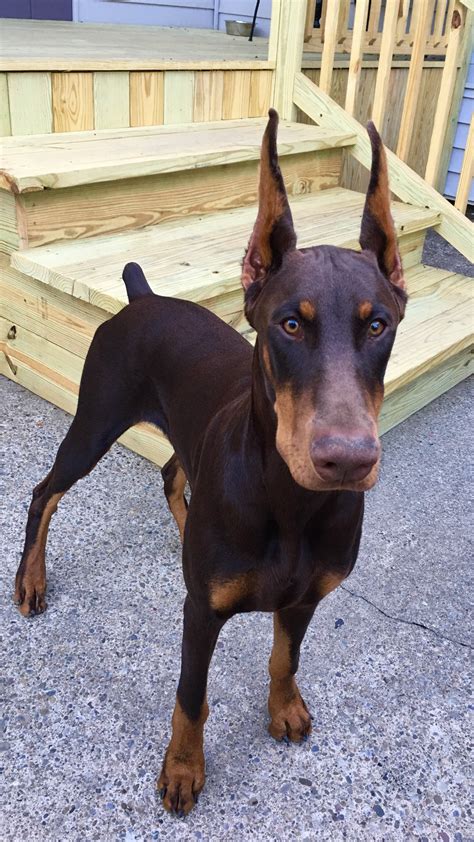All About The Energetic Doberman Pinschers Pup Exercise Needs