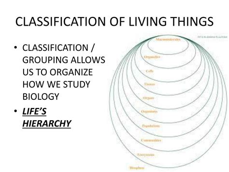 Ppt Classification Of Living Things Powerpoint Presentation Free