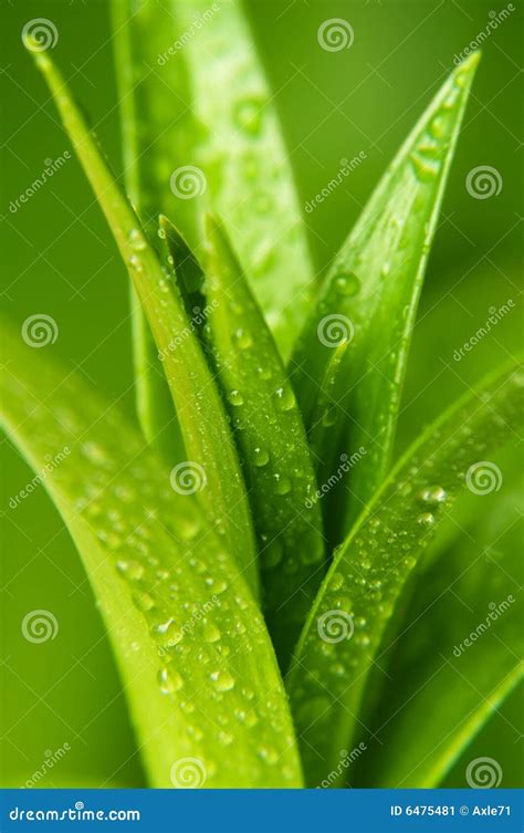 Emerging Leaves With Water Drops Stock Image Image Of Lifestyle