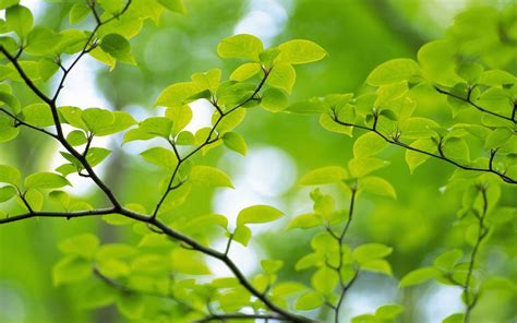 Green Leaves And Green Backgrounds