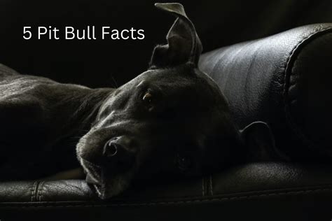 What You Should Really Know About Pit Bulls Pethelpful