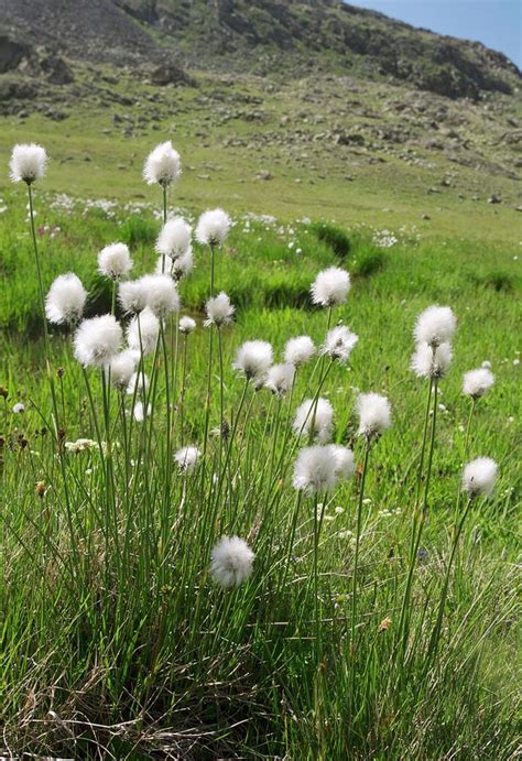 Cotton Grass On A Mountainside Photograph By Bob Gibbons Fine Art America