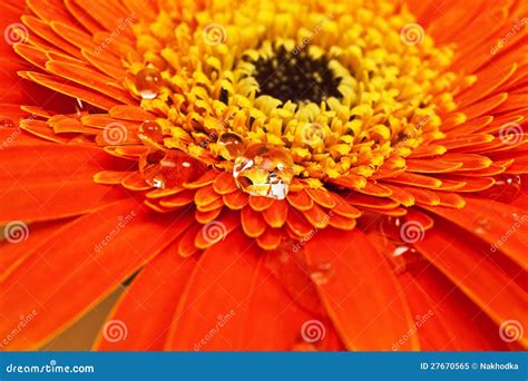 Orange Flower With Water Drops Close Up Stock Image Image Of Season