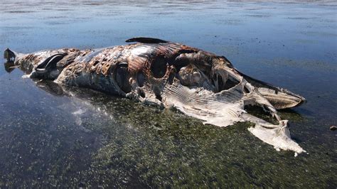 St Kilda Smelly Whale Carcass Carve Up The Advertiser