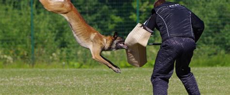Técnico En Adiestramiento De Perros Para La Vigilancia Y Defensa De