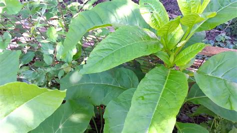 Pokeweed Identification Poisonous Plant Youtube