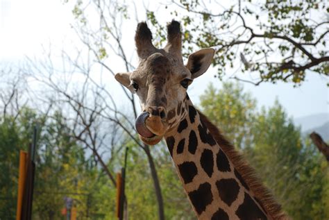 Giraffe These Are My Favorite Zoo Animals Gentle Giant Giraffes Zoo