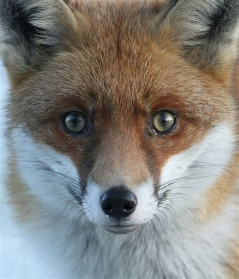 Sharp Nose Sharp Eyes Fox Face Fox Fox Eyes