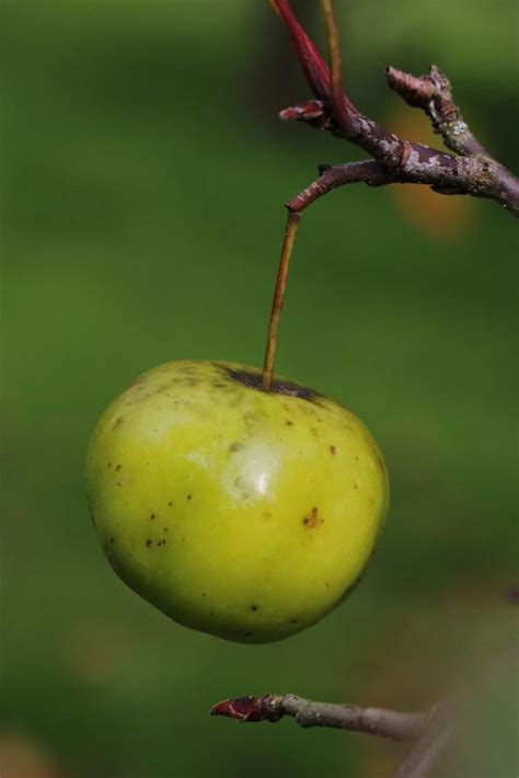 Photo Of The Fruit Of Sweet Crabapple Malus Coronaria Posted By