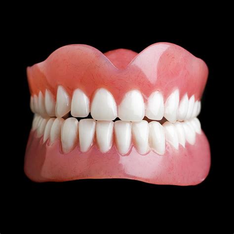 Model Of Human Teeth Photograph By Science Photo Library Fine Art America