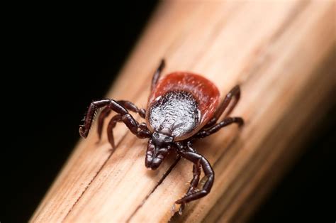 A Potential New Test For Diagnosing Lyme Disease Tufts Now