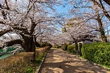 スポット（千鳥ヶ淵公園）|【公式】東京都千代田区の観光情報公式サイト / Visit Chiyoda