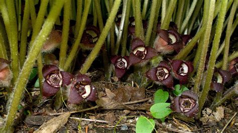 Wild Ginger University Of Maryland Extension