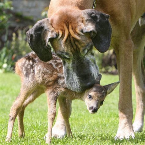 Interspecies Love The 30 Most Unlikely Adorable Animal Pairs Public