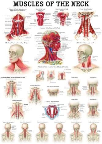 Muscles Of The Arm Laminated Anatomy Chart Mail Napmexico Com Mx