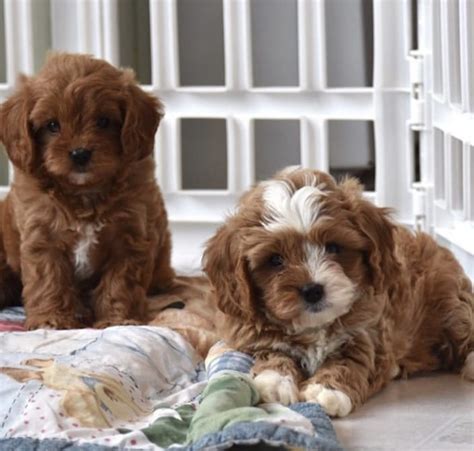 Cavapoo Puppies For Sale New York Ny 346484 Petzlover
