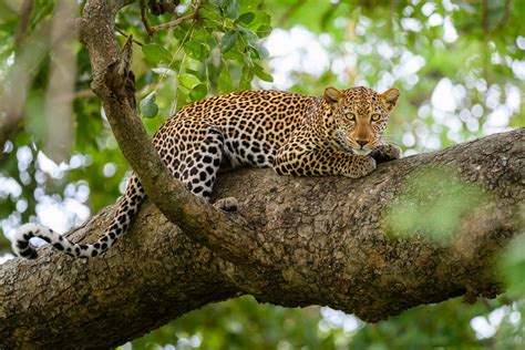 Female Leopard On A Branch Mammals Webshop Richard Guijt Photography