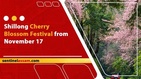 Shillong Cherry Blossom Festival From November 17 Youtube