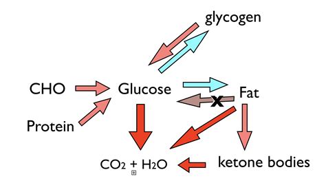 Glucagon tends to increase when your blood glucose levels drop below normal, and this stimulates gluconeogenesis. Use Of Glucagon And Ketogenic Hypoglycemia / Hypoglycemia ...