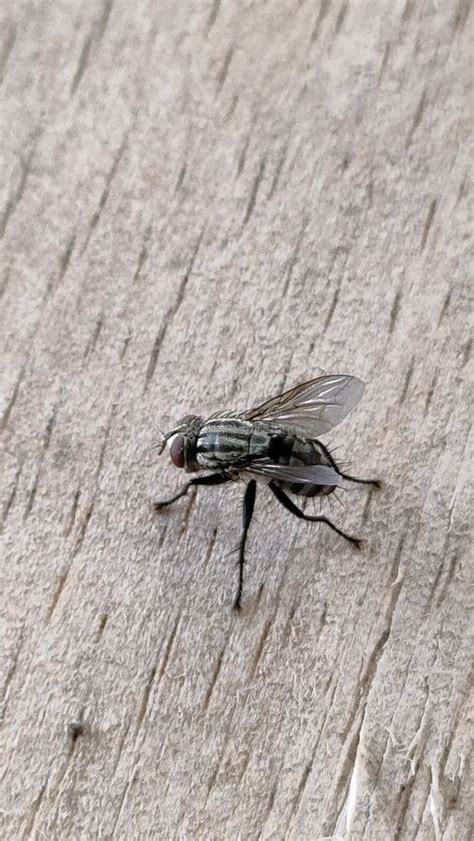 Flies Are A Type Of Insect From The Order Diptera Stock Image Image