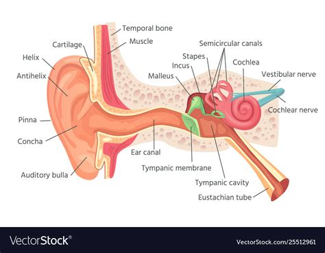 Human Ear Anatomy Ears Inner Structure Organ Of Vector Image