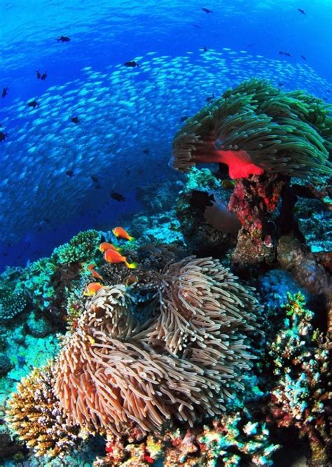40 Wonders Of The Coral Reef