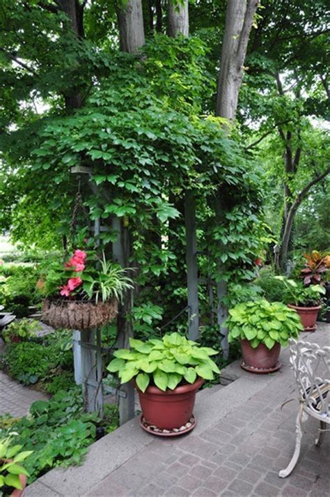 28 Beautiful Shade Garden Ideas That Are Worth Seeing Shade Garden