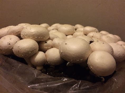 Learn To Grow Edible Button Mushrooms At Home Mushroom Kits Are Easy