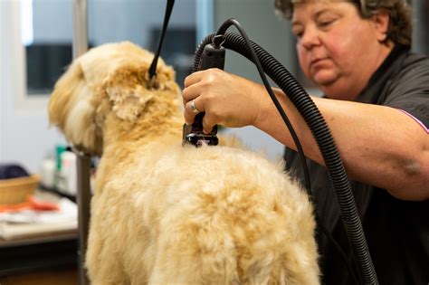How Many Hours Does A Pet Groomer Work at Pets Grooming : petgrooming's