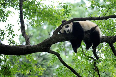 China Launches New Biodiversity Protection Fund Inquirer Technology