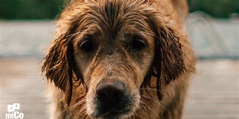 Pedro Qué significa El perro vuelve a su vómito miComunidad com