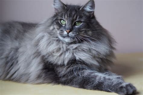King In The North The Norwegian Forest Cat