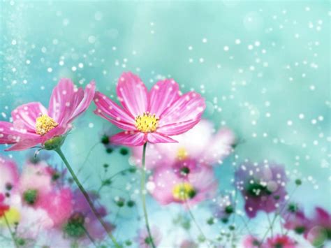 Most Beautiful Nature Flower Pics Hd Wallpaper ... Every day new pictures and just beautiful wallpaper for your desktop flowers completely free.