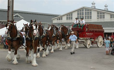 Bildet Transportere Kjøretøy Hester Festival Team Clydesdales