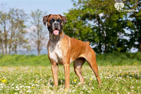 Estensione Pronto Custode Razze Di Cani Boxer Tipico Quasi Attrezzature
