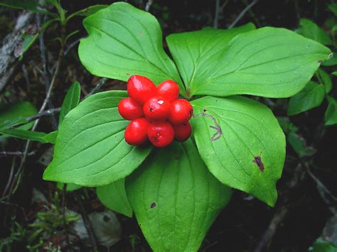 Chamaepericlymenum canadense (bunchberry, Canada dwarf-dogwood): Go Botany