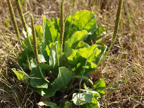 What Does Plantain Look Like How To Identify Two Species Of This