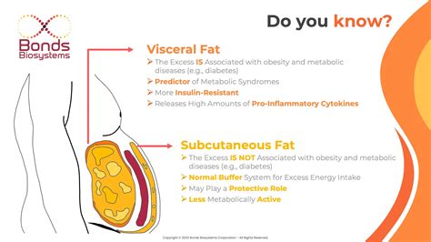 Did You Know Visceral Vs Subcutaneous Fat