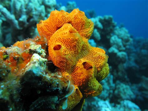 Coral Reef With Beautiful Great Orange Sea Sponge Underwater Stock