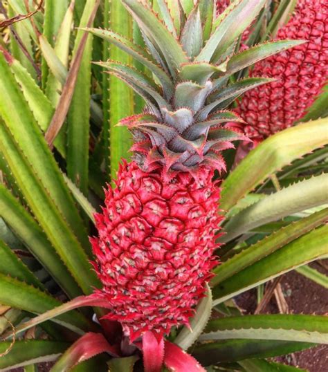 ≡ Pink Pineapples Exist And You Didnt Tell Me About It First Brain Berries