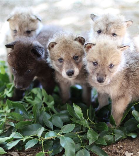 Gray Wolf Pups With Parents