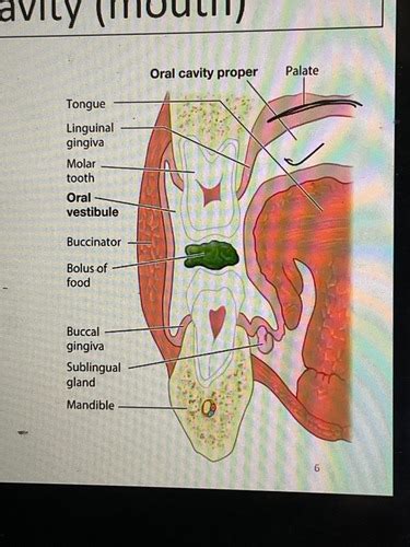 Oral Cavity Salivary Glands Pharynx Anatomy Flashcards Quizlet The