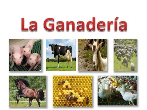 La Ganadería Es Una De Las Principales Actividades En Las Zonas Rurales