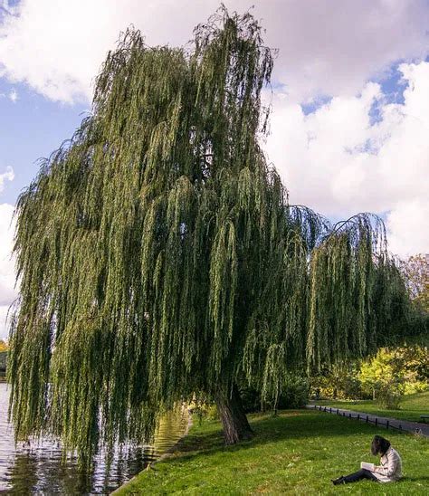 Weeping Willow Landscape Best Shade Trees Weeping