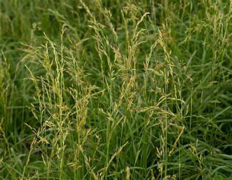 Fawn Tall Fescue