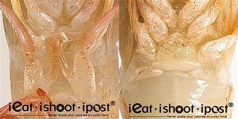 Southern Rough Shrimp Sexual Organs Ieatishootipost