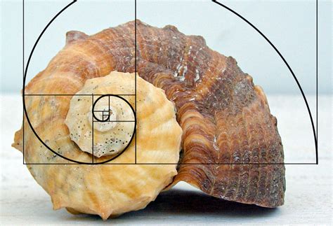 Examples Of The Golden Ratio You Can Find In Nature Memolition