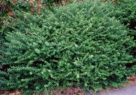 Luster dust once brushed onto a dry surface, will adhere and reflect with a dazzling, iridescent quality. Botanical Creations Plant List